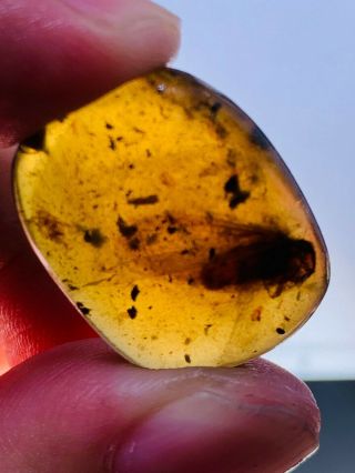 2.  37g unknown big fly Burmite Myanmar Burmese Amber insect fossil dinosaur age 3