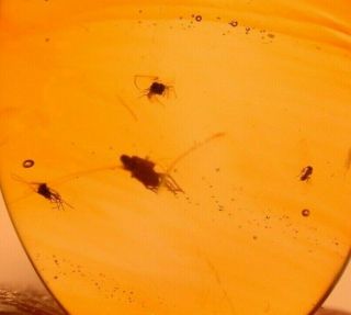 3 Flies,  Wasp In Authentic Dominican Amber Fossil Gemstone