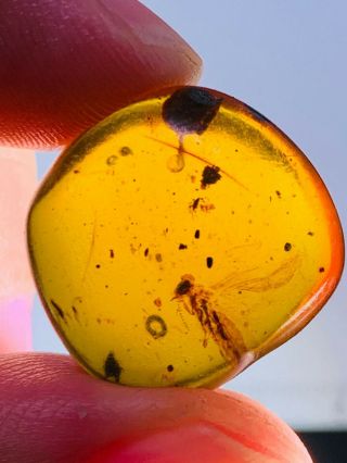 2.  06g Unknown Big Fly Burmite Myanmar Burmese Amber Insect Fossil Dinosaur Age