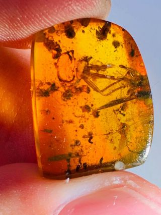 1.  39g Spider&mosquito Fly Burmite Myanmar Burma Amber Insect Fossil Dinosaur Age