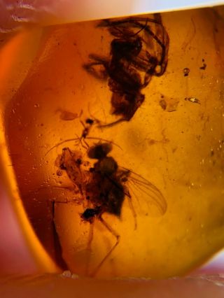Spider&diptera Fly Bug Burmite Myanmar Burmese Amber Insect Fossil Dinosaur Age
