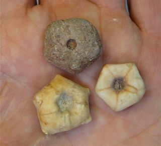 Crinoids - Permian Period - Three Unidentified Crinoids Of Timor - 3uc1
