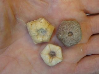 Crinoids - Permian Period - Three Unidentified Crinoids of Timor - 3UC1 2