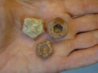 Crinoids - Permian Period - Three Unidentified Crinoids of Timor - 3UC1 3