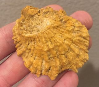 France Fossil Bivalve Ostrea Dubois Miocene Megalodon Age Shell