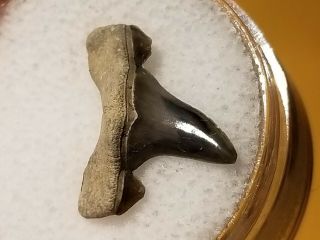 25 Wt / Fossil Shark Tooth Cretaceous Spillway Waco Texas.  Wolf Fam.  Coll.