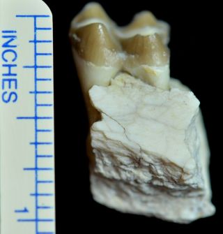 Oreodont Lower Tooth,  Merycoidodon Fossil,  Badlands,  S Dakota,  Oligocene,  O1106