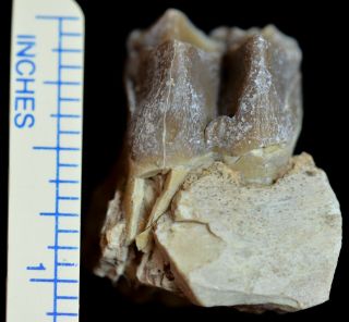 Oreodont Lower Tooth,  Merycoidodon Fossil,  Badlands,  S Dakota,  Oligocene,  O1108