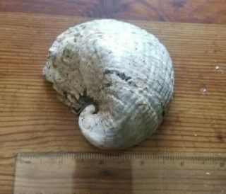 Complete Exogyra Fossil Oyster (3.  1 " L X 3.  2 W)