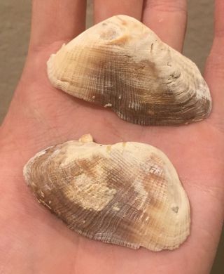 Dominican Republic Fossil Bivalve Arca Sp.  Miocene Megalodon Age Shell Clam
