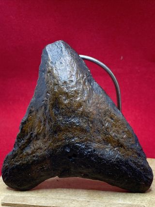 50.  3.  40” " Megalodon Shark Tooth Fossil 100 Authentic.