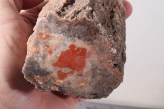 Utah Fossil Limb Cast 1 Lb 6 Oz Windowed Specimen