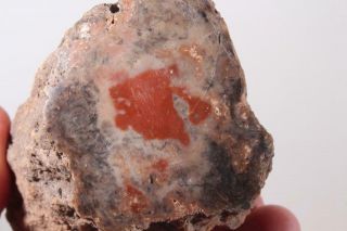Utah Fossil Limb Cast 1 lb 6 oz windowed specimen 2