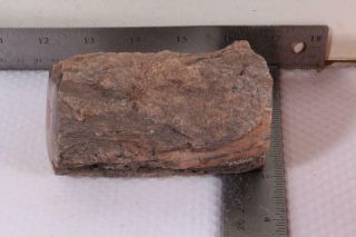 Utah Fossil Limb Cast 1 lb 6 oz windowed specimen 3