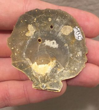 England Fossil Bivalves Palliolum gerardi Pliocene Fossil Age Shell Clam 2