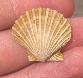 Spain Fossil Bivalve Chlamys Radians Pliocene Fossil Age Shell Clam