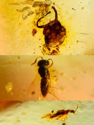 Unknown Bug&wasp&beetle Burmite Myanmar Burma Amber Insect Fossil Dinosaur Age