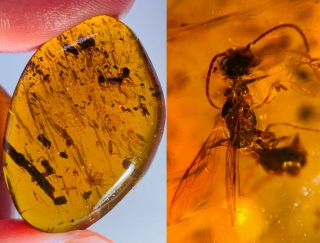 4.  44g Hymenoptera Wasp Bee Burmite Myanmar Amber Insect Fossil Dinosaur Age