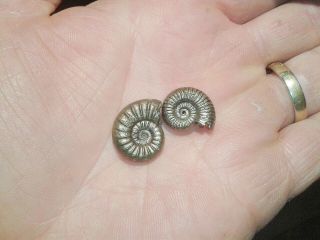 French Pyrite Ammonite - - Dumortiera - - - Jurassic