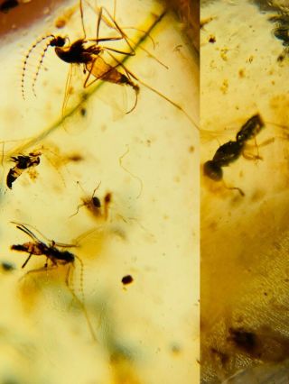 3 Mosquito Fly&wasp Bee Burmite Myanmar Burmese Amber Insect Fossil Dinosaur Age