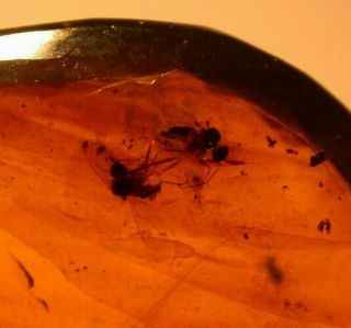 4 Flies,  2 Wasps In Burmite Burmese Amber Fossil Gemstone Dinosaur Age