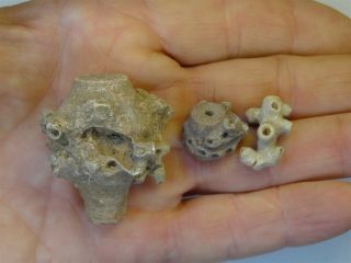 Crinoids - Permian Period - Three Permian Corals Of Timor - 3pc1