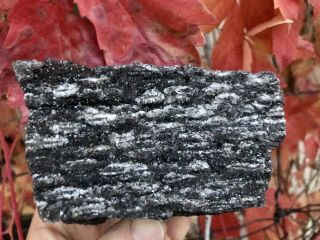Reilly’s Rocks: Shimmery Dark Smoky Quartz,  Arizona Petrified Wood,  2 Lb