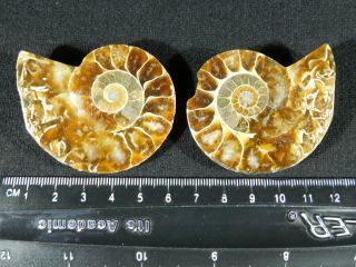 A Small 120 Million Year Old Cut And Polished Split Ammonite Fossil 83.  1gr