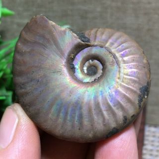 Nature Rainbow Iridescent Ammonite Shell Specimen Madagascar 33g 48 37 13mm B894