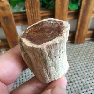 72g Polished Petrified Wood Crystal Slice Madagascar Ps2702