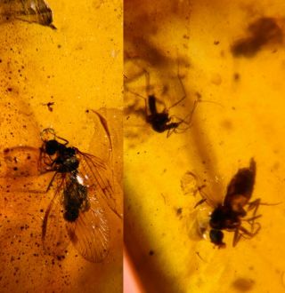 Neuroptera Fly&mosquito Burmite Myanmar Burmese Amber Insect Fossil Dinosaur Age
