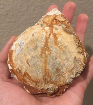 France Fossil Bivalve Pecten Expansus Miocene Megalodon Age Shell