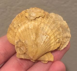 France Fossil Bivalve Chlamys Pinorum Miocene Megalodon Fossil Age Shell