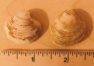 France Fossil Bivalves Chione Fasciculata Miocene Megalodon Age Shell Clam