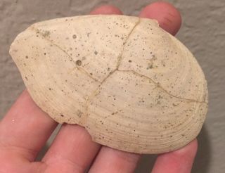 California Fossil Bivalve Tellina Pierci Miocene Megalodon Fossil Age Shell