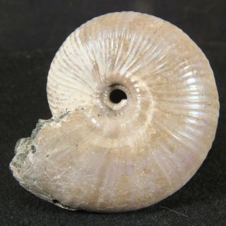 4.  9cm/1.  9in Nacre Pyrite Ammonite Funiferites Jurassic Callovian Russian Fossils