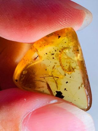 1.  47g Diplopoda millipede Burmite Myanmar Burma Amber insect fossil dinosaur age 3