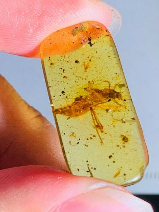 1.  17g Cretaceous Roach Burmite Myanmar Burmese Amber Insect Fossil Dinosaur Age