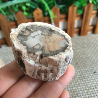 81g Polished Petrified Wood Crystal Slice Madagascar Ps2585