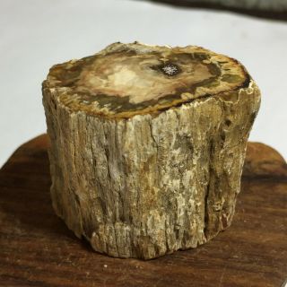 Polished Petrified Wood Crystal Slice Madagascar 57g A225