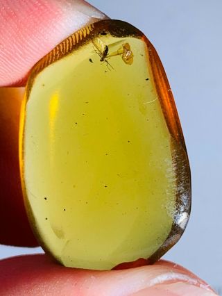 1.  95g Mosquito Fly Burmite Myanmar Burmese Amber Insect Fossil Dinosaur Age
