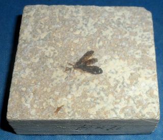 Green River Formation Fossil Bee,  Beetle Or Fly - 50 Million Years Old F55