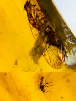Leafhopper Cicada&fly Burmite Myanmar Burmese Amber Insect Fossil Dinosaur Age