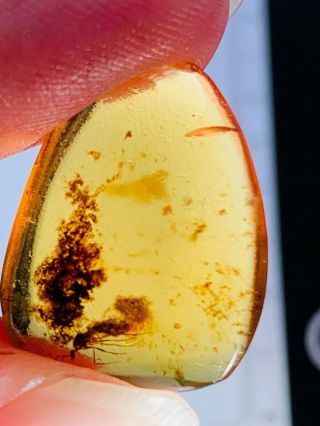 1.  08g Fly&unknown Item Burmite Myanmar Burmese Amber Insect Fossil Dinosaur Age