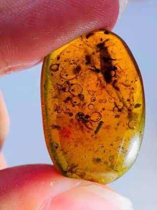 2.  15g Mosquito Fly Nest Burmite Myanmar Burmese Amber Insect Fossil Dinosaur Age