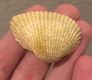 France Fossil Bivalve Arca Turonica Miocene Megalodon Age Shell Clam