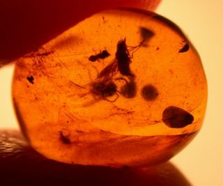 2 Flies,  2 Wasps,  Seashells Bivalves In Burmite Amber Fossil Dinosaur Age