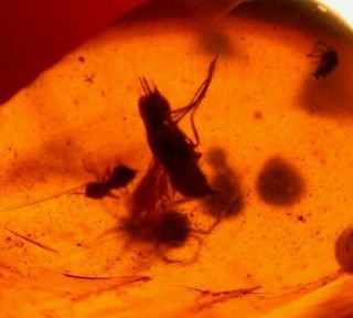 2 Flies,  2 Wasps,  Seashells Bivalves in Burmite Amber Fossil Dinosaur Age 2