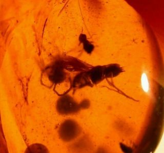 2 Flies,  2 Wasps,  Seashells Bivalves in Burmite Amber Fossil Dinosaur Age 3