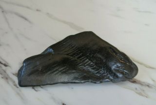 Fossil Megalodon Shark Tooth Fragment,  3 1/2 Inches